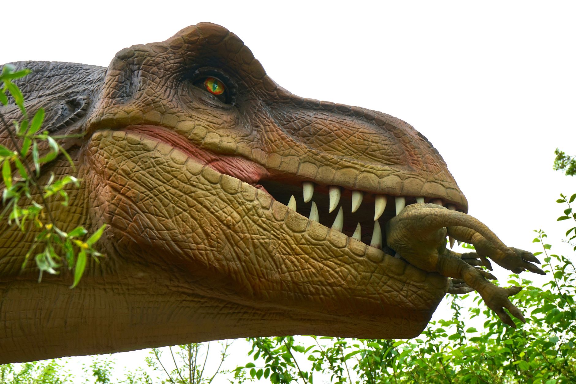D-rex Prehistoric Fungus: Amazing Discovery in China